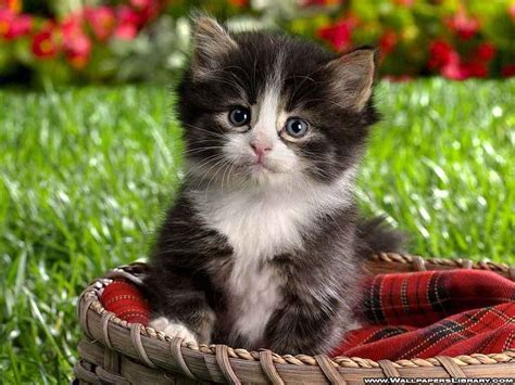 1000 Images About Cute Kitten Pictures On Pinterest