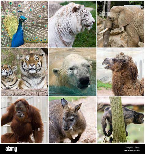 Collage Photo Composition Of Some Wild Animals Stock Photo Alamy