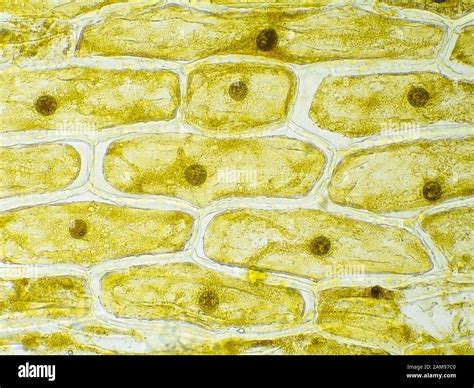Onion Skin Cells Under The Microscope Horizontal Field Of View Is