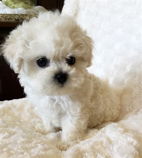 Tiny gorgeous teacup maltipoos, voted on the internet as the cutest dogs in the world. Teacup Maltipoo Puppy iheartteacups.com | iHeartTeacups