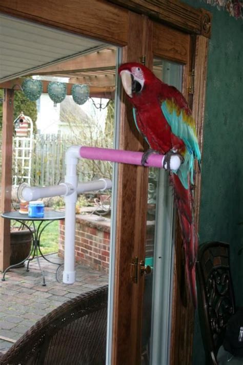 We had a customer send us photos of a very unique pirate bird perch that they painted using ecos pet preferred* paint. DIY Shower Perch (VERY easy) - Parrot Forum - Parrot Owner's Community | Parrot, Parrot toys ...