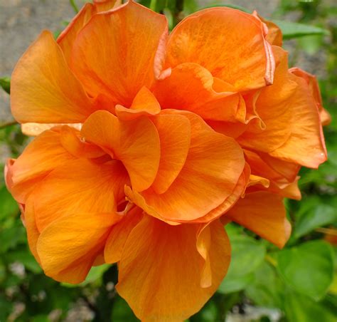 Hibiscus Rosa Sinensis Double Orange A Showy Performer A Must For Any