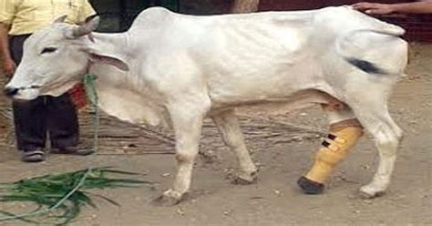 A New Beginning Disabled Cow In Pune Gets A Prosthetic Leg All Thanks To Some Good Samaritans