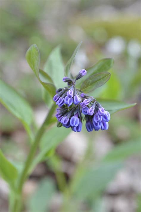 Virginia Bluebells Illinois Pollinators