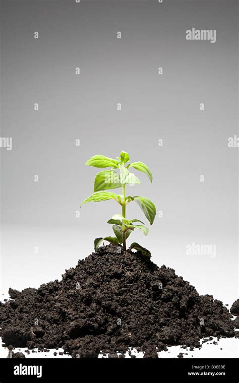 Sapling Growing From Mound Of Soil Stock Photo Alamy