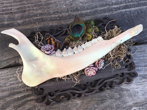 Deer Jawbone Bone Art Oddities And Curiosities Altar Decor Etsy