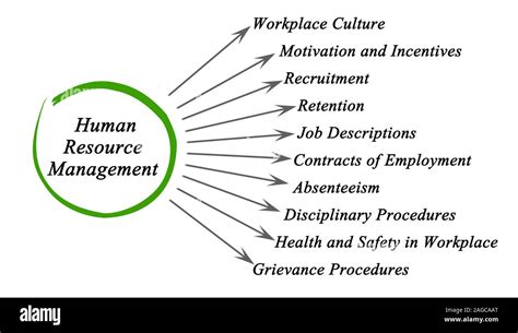 Diagram Of Human Resource Management Stock Photo Alamy