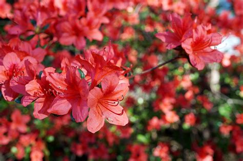 10 Stunning Red Flowering Shrubs Garden Lovers Club Flowering