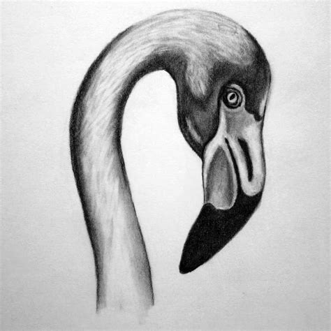 Flamingo Sophisticate Pencil Drawings Of Animals Bird Drawings