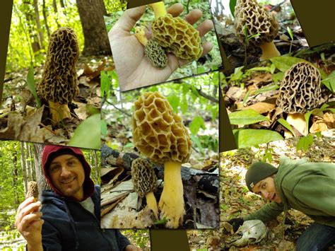 Tee Lake Resort Michigan Morel Mushroom Hunters