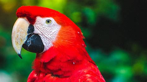 Download Wallpaper 1920x1080 Parrot Macaw Bird Beak Red Color Full