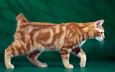 Orange Manx Cat With Tail