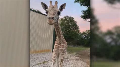 April The Giraffes Baby Calf Azizi Unexpectedly Dies At Texas Zoo