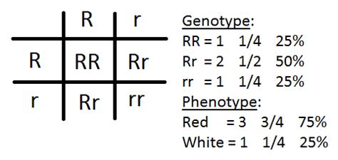 A punnett square is the diagram used to determine the expected genotypic ratios for the offspring.a dihybrid cross is a cross involving two different traits. Ison Biology: Extending Mendelian Genetics - Practice Problems