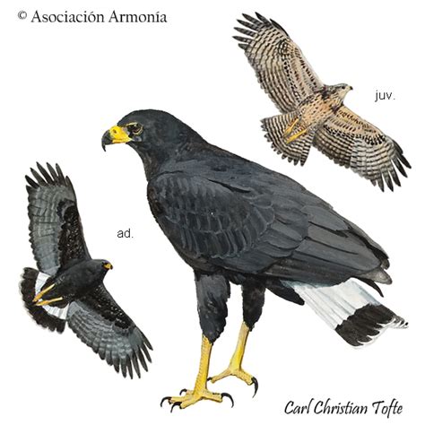 Great Black Hawk Buteogallus Urubitinga Birds Of Bolivia