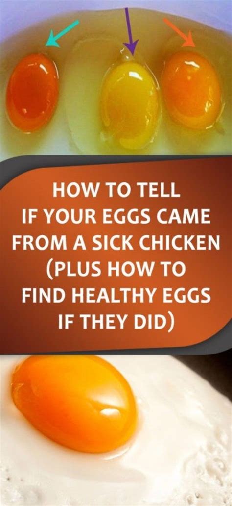 Discover If Your Eggs Came From A Sick Or Healthy Chicken | Healthy, Healthy diet tips, Healthy 