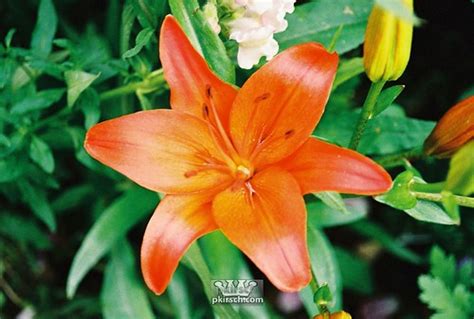 Orange Hawaiian Flower In Hawaii Awesome Flowers There M Flickr