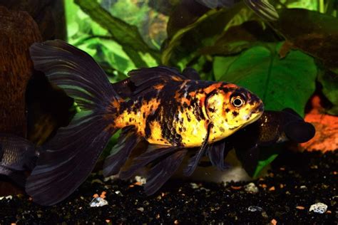 Shubunkin Goldfish Pictures Varieties Lifespan Care Guide Pet Keen