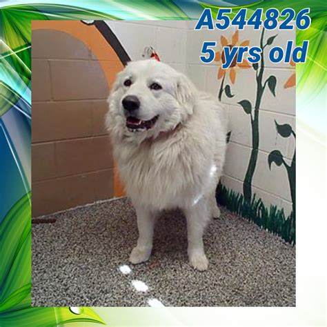 𝐑𝐄𝐒𝐂𝐔𝐄𝐃 𝟎𝟒/𝟎𝟔/𝟐𝟐... - Available PUPS AT SBC by Cindy Willis