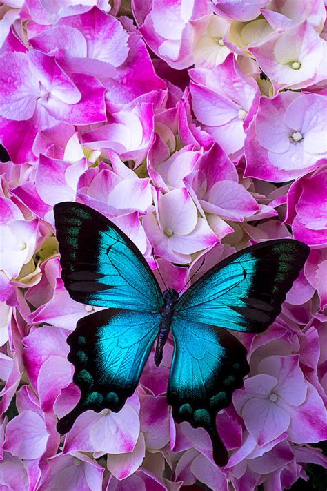 Blue Butterfly On Pink Hydrangea Photograph By Garry Gay