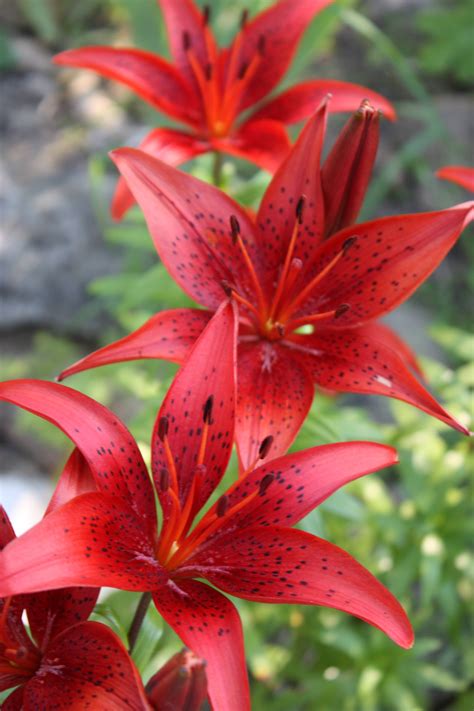 Red Lilies Tiger Lily Flowers Red Tiger Lily Beautiful Flowers