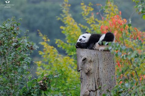 Panda Autumn Landscape By Josef Gelernter On 500px