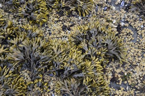 Close Up Of Bladderwrack Fucus Gardneri Seaweed And Barnacles Stock