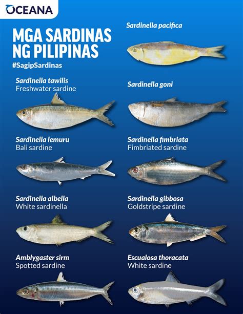 Sardines Is Comfort Food For Filipinos Needing Protection Too