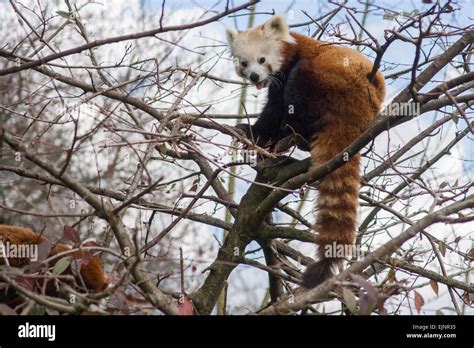 Red Panda Sitting In A Tree Stock Photo Alamy