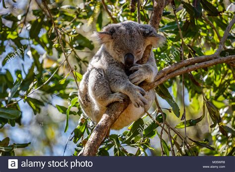 Koala Bear Australia Zoo Queensland High Resolution Stock Photography