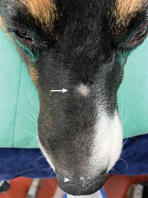Nasal Swelling In A Border Collie Clinicians Brief