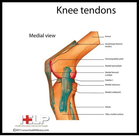 Movement at the hip joint occurs when you bend backwards and forwards, and when you swing your leg while walking. Knee Tendons | Skeletal | Pinterest