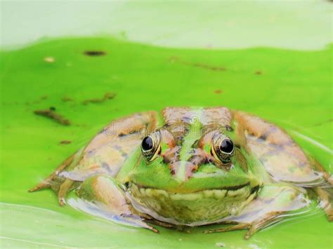 Pondfrog Stock Photos Free And Royalty Free Stock Photos From Dreamstime