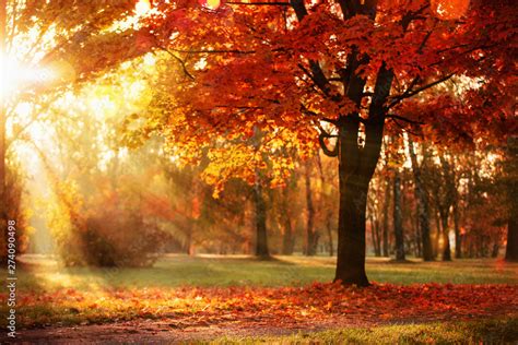 Autumn Landscape Fall Scene Trees And Leaves In Sunlight Rays Stock