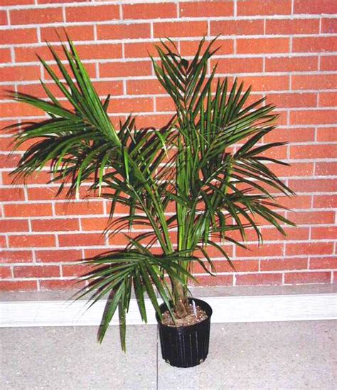 Spider Palm Plant