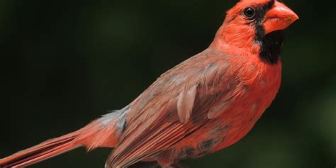 Cardinal Grosbeak Virginia Nightingale Birds For Kids Smart Kids 123