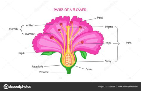 Part Of A Flower Biological Diagram Vector Illustration Drawing With