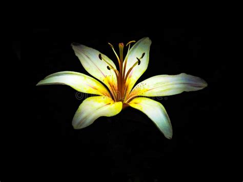 Lily In The Night Stock Photo Image Of Night Flower 121097756