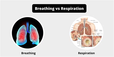 Difference Between Breathing And Respiration Breathing Vs Respiration