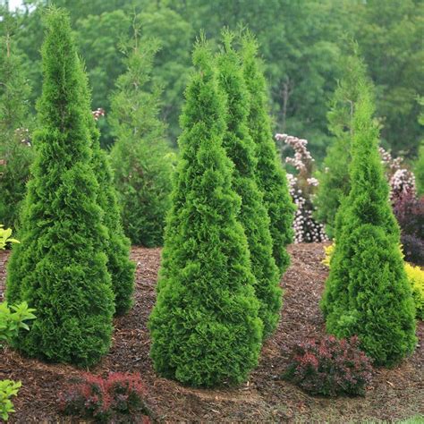 Green Giant Emerald Green Arborvitae Dying Pictures The Emerald Green