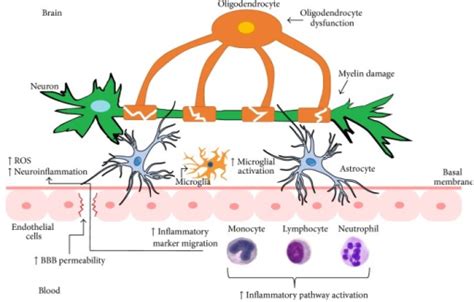 Proposed Model Of Blood Brain Barrier Bbb Disruption Open I