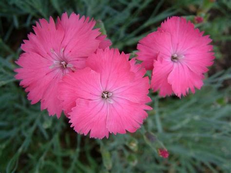 Garden Pinks Dianthus Fasci Garden