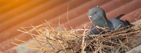How To Prevent Birds From Nesting In Roof Fox Roofing And Construction