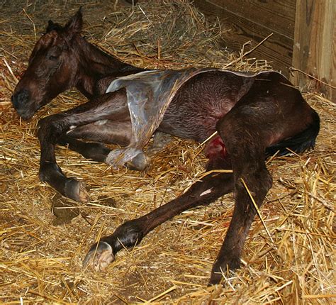 129 Newborn Foal In Placenta By Nylak Stock On Deviantart
