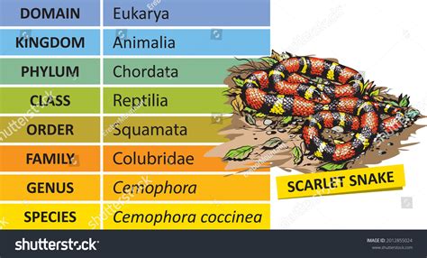 Hierarchy Biological Classifications Major Taxonomic Ranks Stock Vector