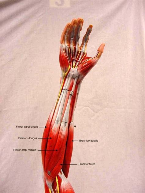Muscles Of The Arm Labeled Lovely Anatomy Muscle Actions Biology 235