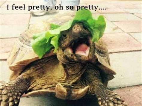 29 Hilarious Turtle Memes That Are So Funny They Re Actually Dangerous