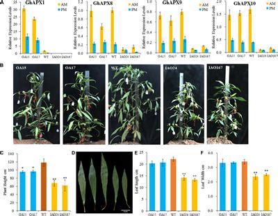 The different divisions are human. Frontiers | Cytosolic Ascorbate Peroxidases Plays a ...