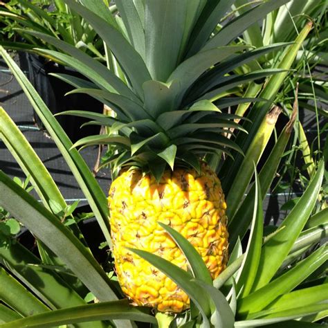 Florida Pineapple Company Miami Fl