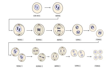 Meiosis And Genetic Variation Aqa — The Science Hive
